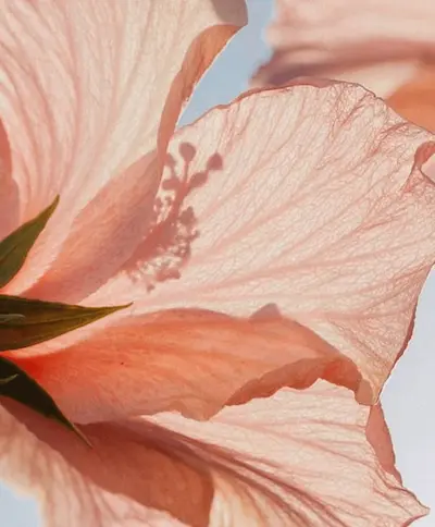 närbild på en rosa vallmo.