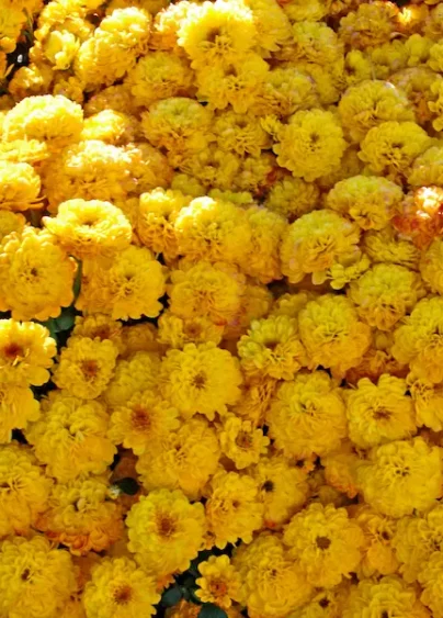 Ett hav av gula blommor.