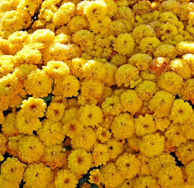 Ett hav av gula blommor.