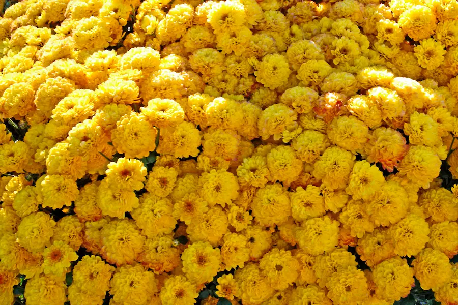 Ett hav av gula blommor.